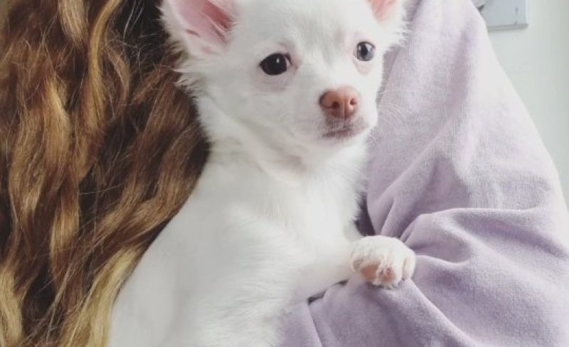 We have a new BABY DOG!!! 😍🥰